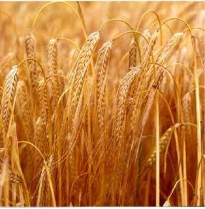 Common Barley (Hordeum vulgare) Seeds – 100 ct