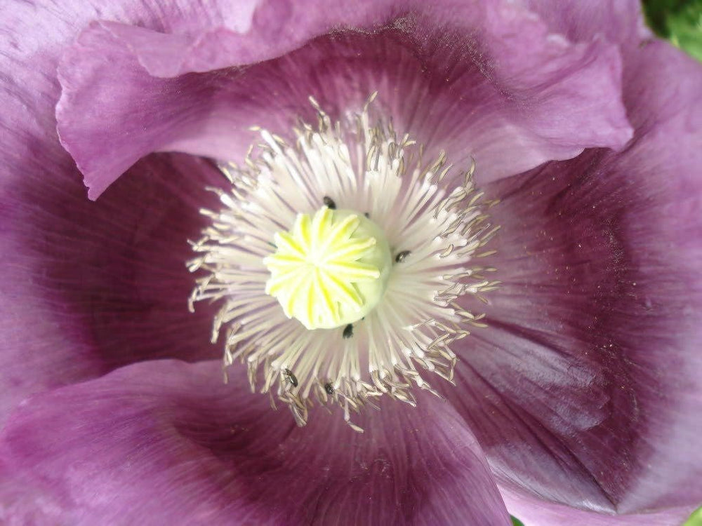 1000 LAVENDER POPPY Purple Papaver Somniferum Flower Seeds