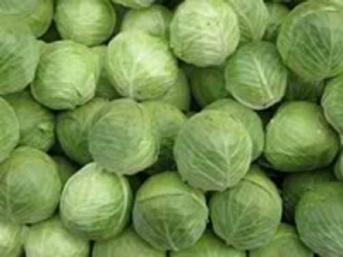 500 Golden Acre Early Cabbage (Brassica Oleracea Capitata) Seeds