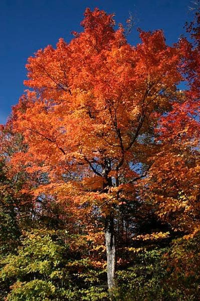 20 Tartarian FLAME MAPLE TREE Red Acer Tartaricum Seeds