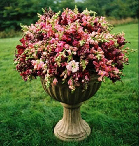 2000 PINK SNAPDRAGON Linaria Maroccana Flower Seeds