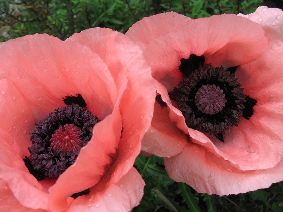 100 Princess Victoria Louise Oriental Poppy P(apaver Orientale) Seeds