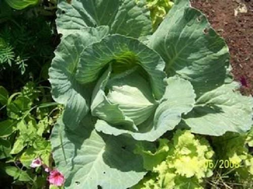Late Flat Dutch Cabbage (Brassica oleracea var. capitata) Seeds – 500 ct