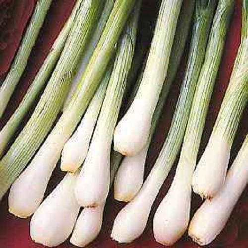 500 Southport White Globe Bunching Onion (Allium Cepa) Seeds