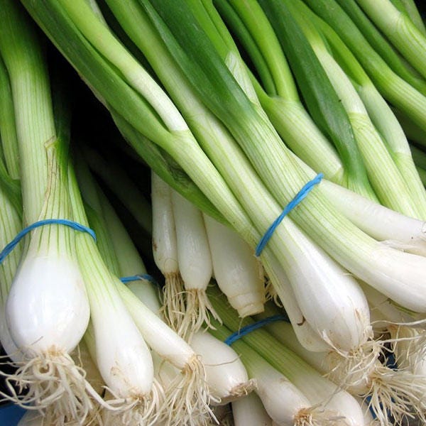 500 Southport White Globe Bunching Onion (Allium Cepa) Seeds