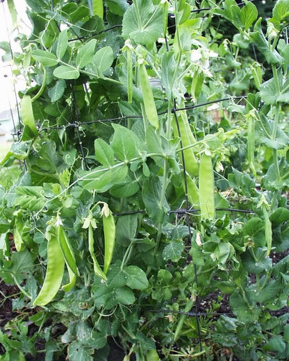 50 Snow Pea (Pisum Sativum) Seeds