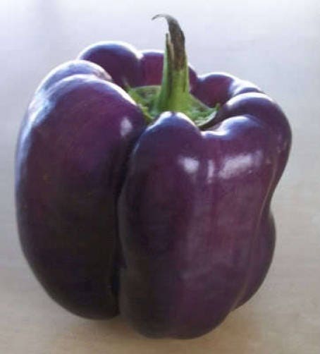 Purple Beauty Bell Pepper (Capsicum annuum) Seeds – 75 ct