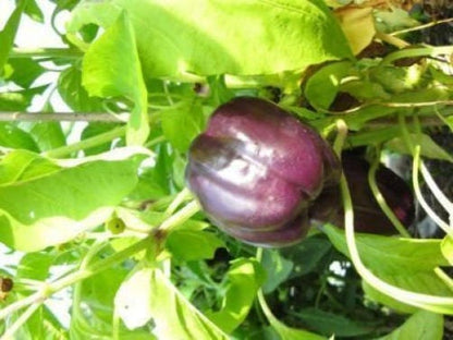 Purple Beauty Bell Pepper (Capsicum annuum) Seeds – 75 ct