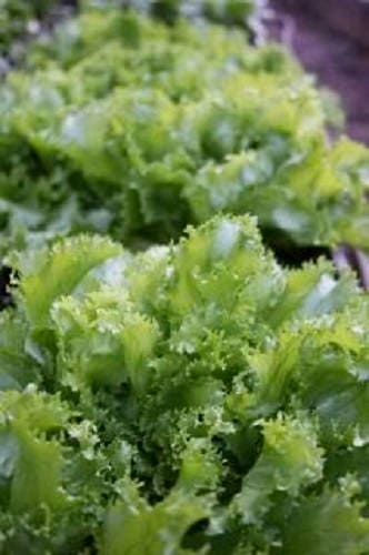 3000 Green Curled Endive / Escarole (Cichorium Endivia) Seeds