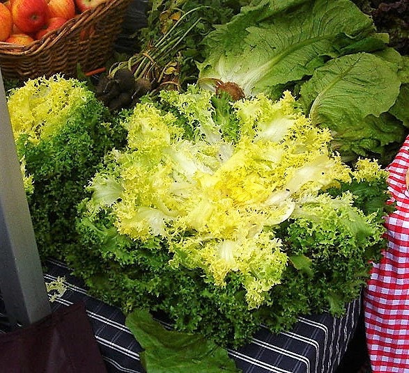 3000 Green Curled Endive / Escarole (Cichorium Endivia) Seeds