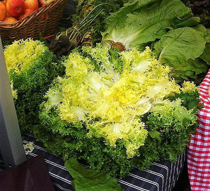 3000 Green Curled Endive / Escarole (Cichorium Endivia) Seeds