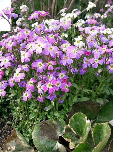 1000 Evening Scented Stock (Matthiola Longipetala Bicornis) Seeds