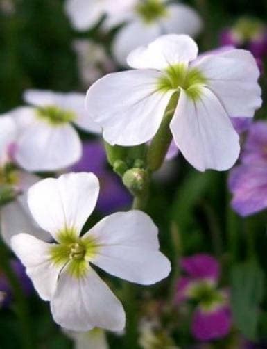 1000 Evening Scented Stock (Matthiola Longipetala Bicornis) Seeds