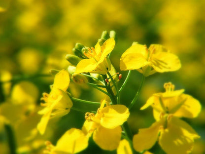 1000 Dwarf Essex Rape Kale (Brassica Napus) Seeds