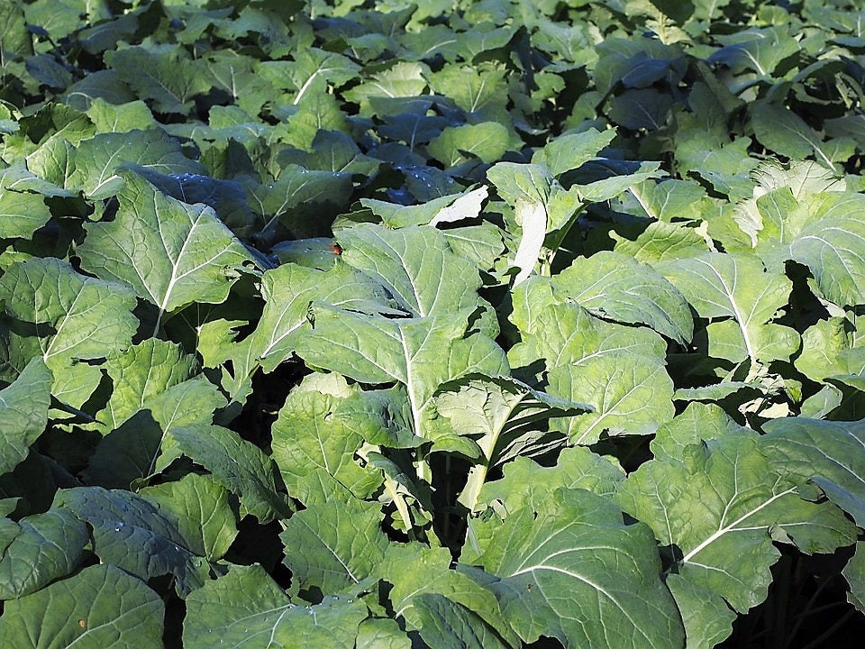 1000 Dwarf Essex Rape Kale (Brassica Napus) Seeds