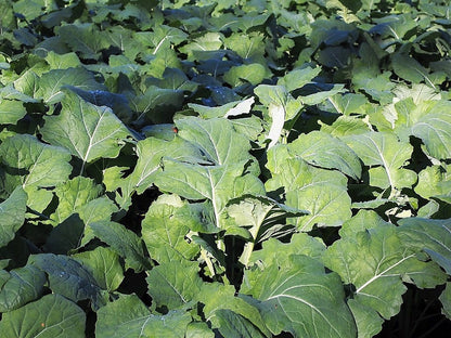 1000 Dwarf Essex Rape Kale (Brassica Napus) Seeds