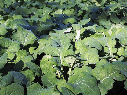 1000 Dwarf Essex Rape Kale (Brassica Napus) Seeds
