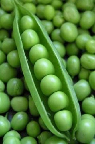 50 Super Sugar Snap Pea (Pisum Sativum Macrocarpon) Seeds