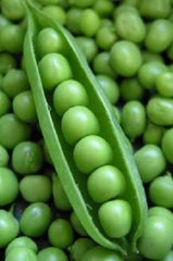 50 Super Sugar Snap Pea (Pisum Sativum Macrocarpon) Seeds