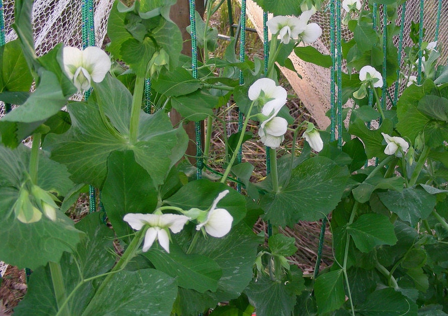 50 Super Sugar Snap Pea (Pisum Sativum Macrocarpon) Seeds