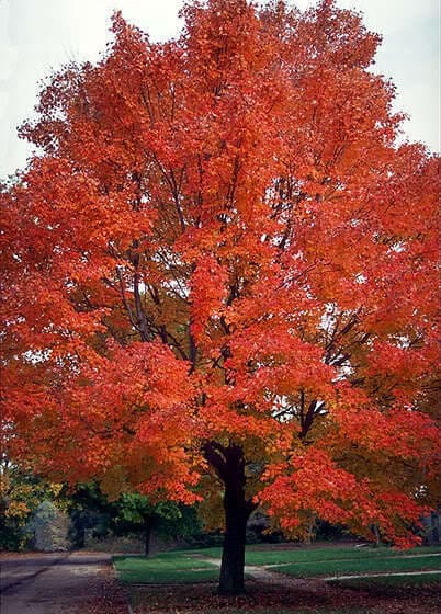 25 Carolina Red Maple (Acer Rubrum) Seeds