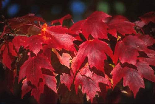 25 Carolina Red Maple (Acer Rubrum) Seeds