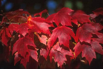 25 Carolina Red Maple (Acer Rubrum) Seeds