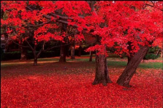 25 Carolina Red Maple (Acer Rubrum) Seeds