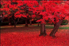 25 Carolina Red Maple (Acer Rubrum) Seeds