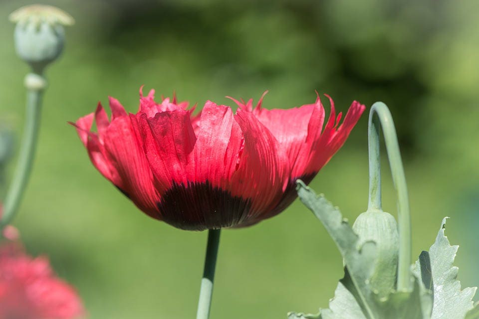 100 RED TULIP POPPY Papaver Glaucum Flower Seeds – Haven Herbs