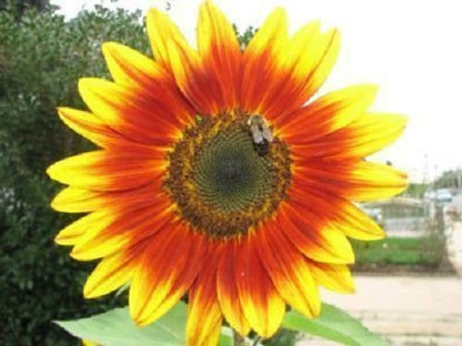 100 AUTUMN BEAUTY SUNFLOWER Helianthus Annuus Flower Seeds