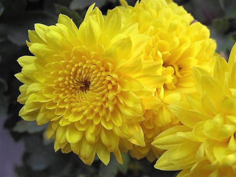 500 YELLOW CHRYSANTHEMUM Flower Seeds