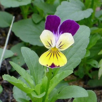 Helen Mount Johnny Jump Up (Viola tricolor) Seeds – 250 ct