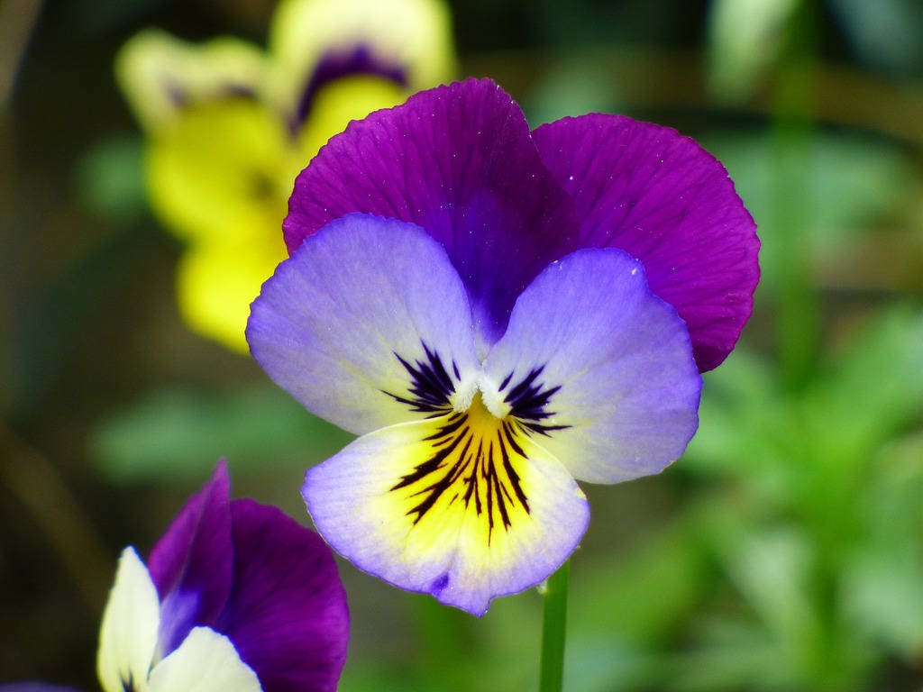 Dark Johnny Jump Up (Viola tricolor) Seeds – 50 ct
