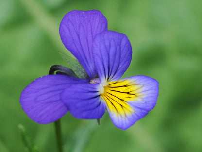 Dark Johnny Jump Up (Viola tricolor) Seeds – 50 ct