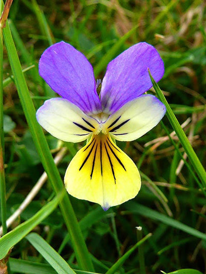 50 Light JOHNNY JUMP UP Viola Tricolor Violet Flower Seeds