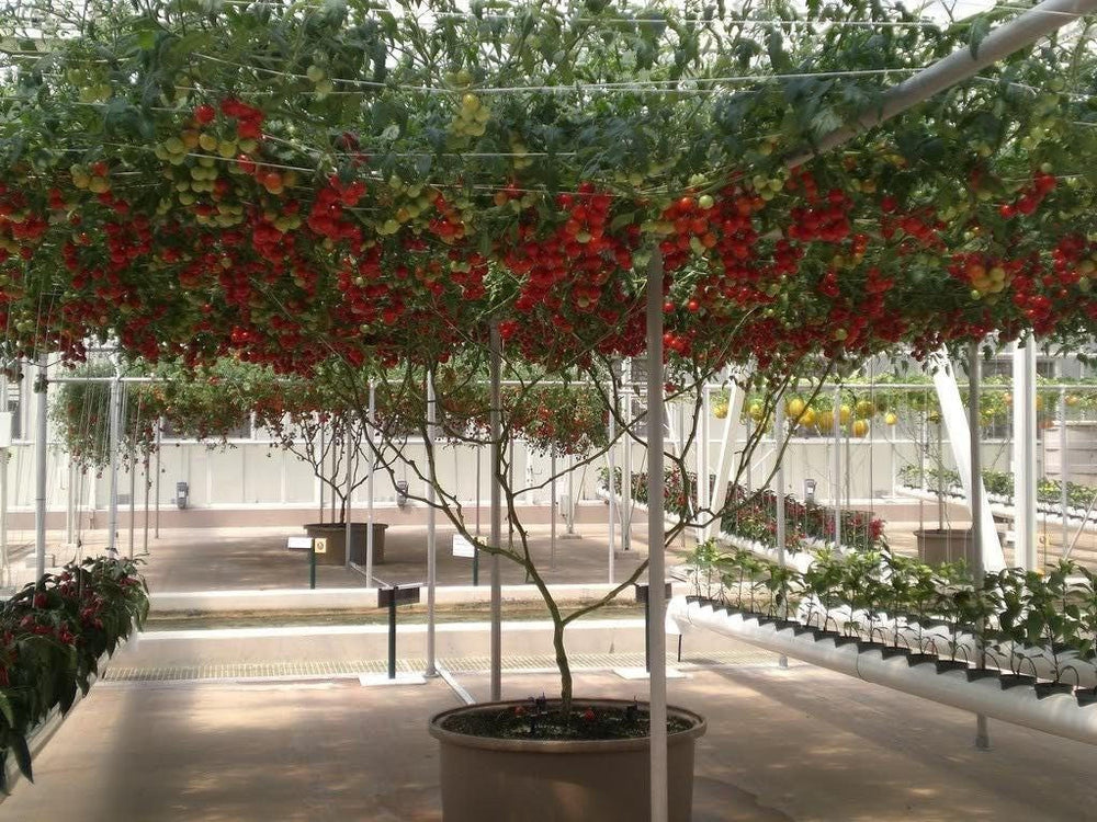 Italian Tree Tomato (Lycopersicon lycopersicum) Seeds