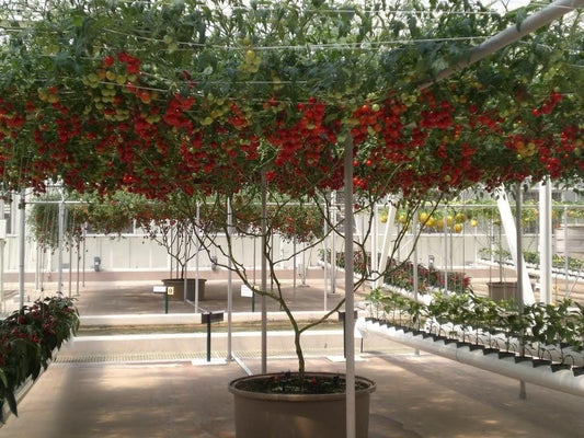 Italian Tree Tomato (Lycopersicon lycopersicum) Seeds