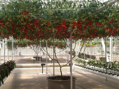 Italian Tree Tomato (Lycopersicon lycopersicum) Seeds