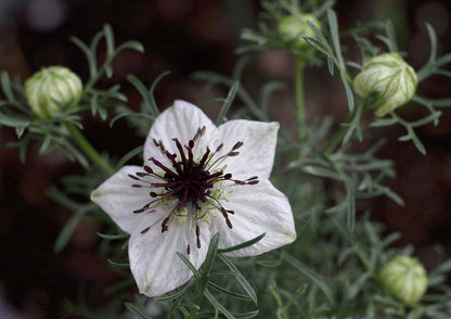 150 NIGELLA Sativa BLACK CUMIN Spice Black Caraway Fennel Flower Herb Seeds