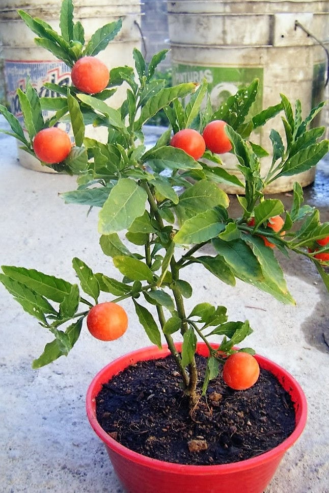 25 JERUSALEM CHERRY Madeira Winter Solanum Pseudocapsicum Flower Seeds