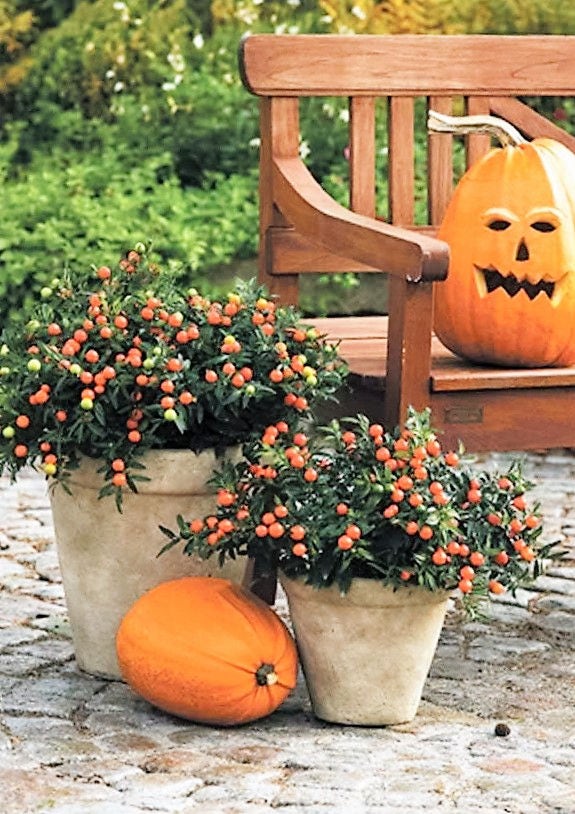 25 JERUSALEM CHERRY Madeira Winter Solanum Pseudocapsicum Flower Seeds