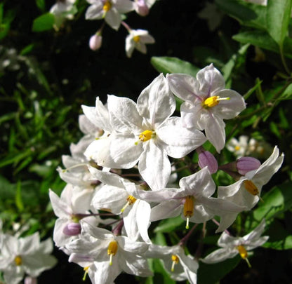25 JERUSALEM CHERRY Madeira Winter Solanum Pseudocapsicum Flower Seeds