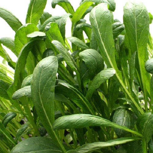 500 Mibuna Cabbage (Brassica Rapa Japonica) Seeds