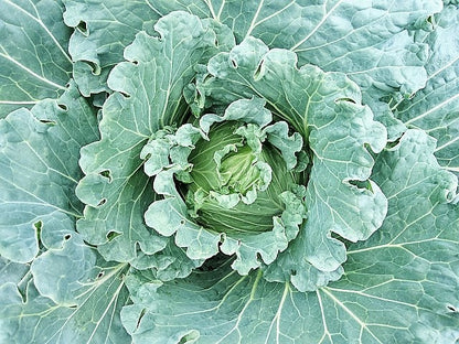 500 Copenhagen Market Early Cabbage (Brassica Oleracea) Seeds