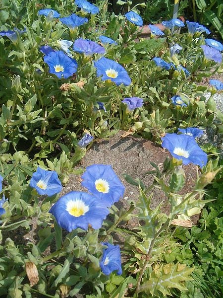 25 Blue Chilean Bellflower (Nolana Paradoxa) Seeds