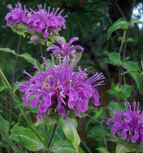25 BEE BALM MIX Lemon Hummingbird Mint Monarda Didyma Mixed Colors Scarlet, Red, Pink, Purple, Spotted, & Salmon Flower Seeds