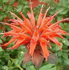 25 BEE BALM MIX Lemon Hummingbird Mint Monarda Didyma Mixed Colors Scarlet, Red, Pink, Purple, Spotted, & Salmon Flower Seeds