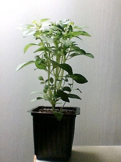 200 Mozzarella Basil (Ocimum Basilicum) Seeds