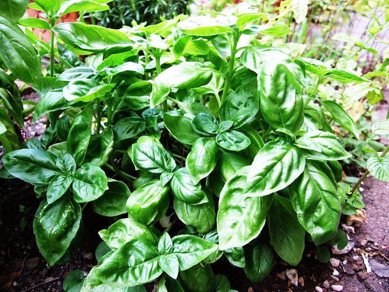 200 Mozzarella Basil (Ocimum Basilicum) Seeds